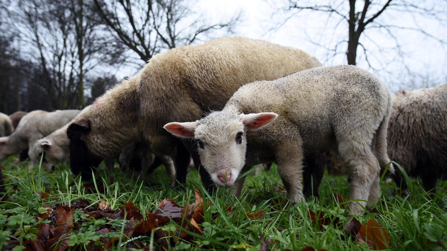 13 Tiere vermisst, fünf vergiftet - Schäfer fürchtet um Herde 13 Tiere vermisst, fünf vergiftet - Schäfer fürchtet um Herde