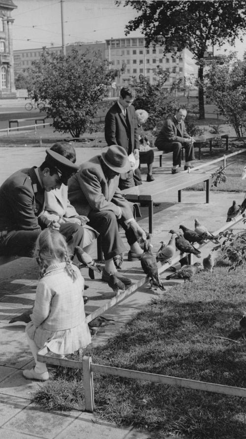 "In den Städten haben die Tauben nichts verloren", schimpften viele Nürnberger über die sogenannten Ratten der Lüfte. Doch in den 60ern war man den Vögeln noch wohlgesonnen.