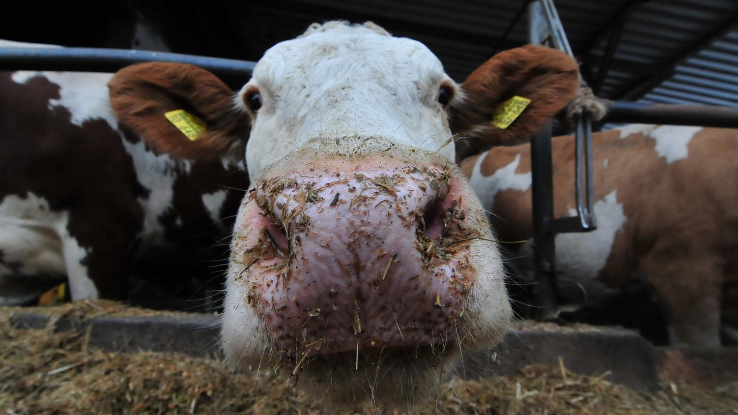 An Traktor gebunden: Aufregung um tote Kuh am Waldrand