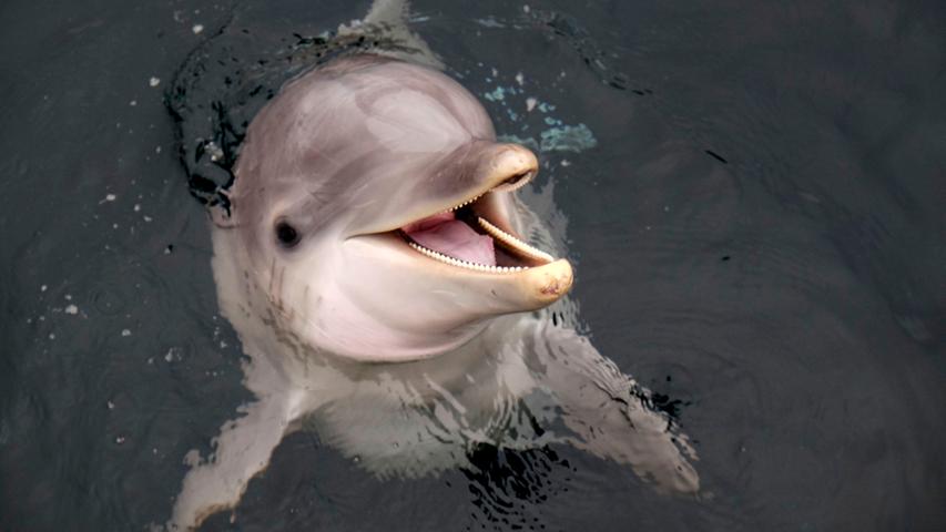 Immer wieder gibt es teils auch heftige Kritik an der Delfinlagune. Sie sei zu klein und zu laut. Vorwürfe, die der Tiergarten immer wieder zurückweist.