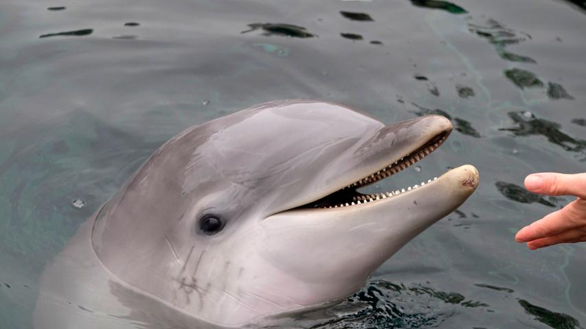 Allzu schnell sei aber kein weiterer Delfin-Nachwuchs geplant. Kein Weibchen sei derzeit trächtig, so Encke.