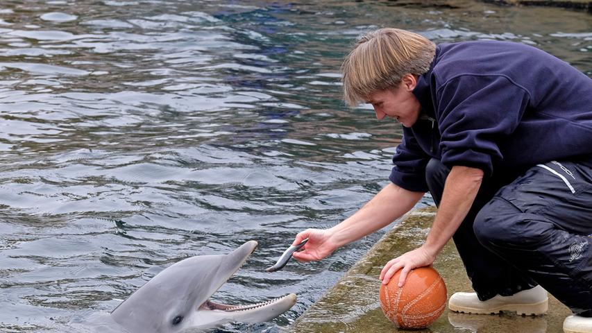 Mittlerweile ist auch klar, wer Namis Vater ist. Drei ausgewachsene Delfin-Männchen leben im Tiergarten. Ein Gentest verriet: Noah ist der Erzeuger. Er selbst wurde vor 22 Jahren in Nürnberg geboren.