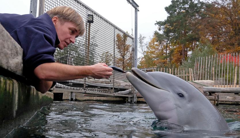 Quicklebendig: Nürnberger Delfin-Baby Nami feiert ersten Geburtstag