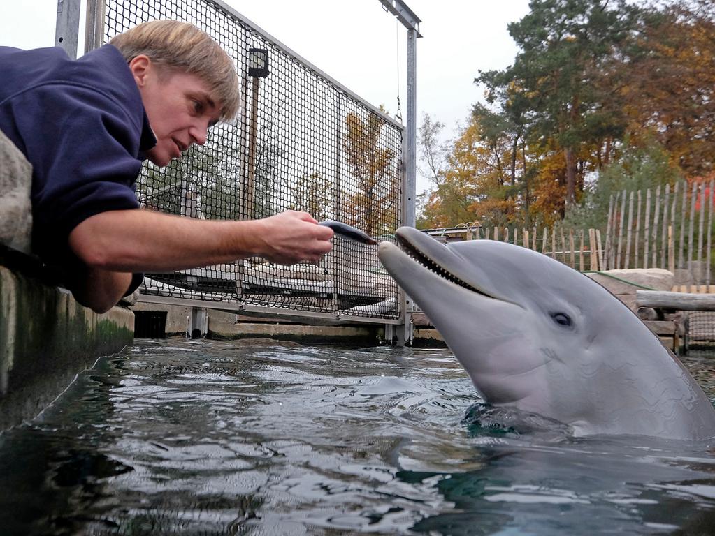Delphin Kindergeburtstag 6 Geburtstag Tasse Spreadshirt