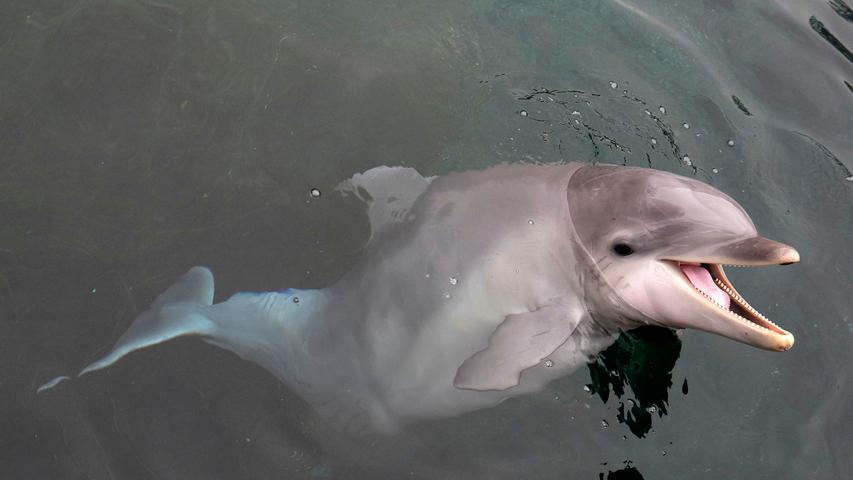Gleich mehrere Delfin-Babys starben in den vergangenen Jahren im Nürnberger Tiergarten. Nami hat überlebt. Quickfidel und gesund schwirrt sie durch das Becken in der Delfinlagune, umringt von neun anderen Delfinen.