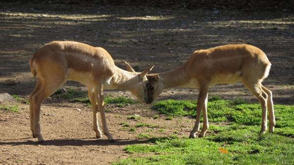 Auch heute noch ist die Jagd neben der Habitatzerstörung der Hauptgrund für den massiven Bestandsrückgang. Einst war die Hirschziegenantilope das häufigste Huftier des indischen Subkontinents. Mitte der 60er Jahre lag der Bestand bei nur noch rund 8.000 Tieren. Völlig erloschen sind die wilden Bestände in Pakistan und Bangladesch.