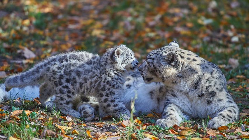 Schneeleoparden-Babys zeigen sich im Tiergarten