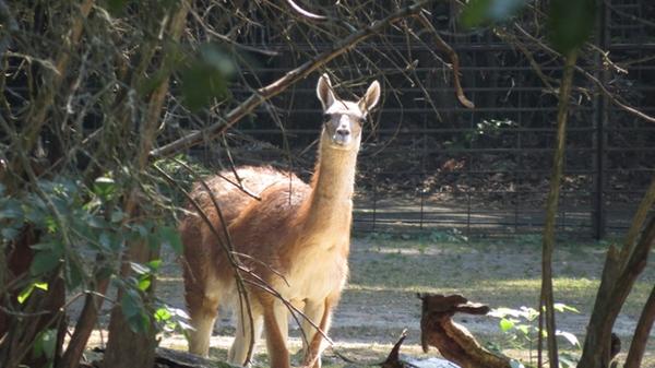 Bei Ankunft der Spanier in Südamerika gab es schätzungsweise 50 Millionen wilde Guanakos. Seitdem wurden sie wegen ihres Fells gejagt, vor allem aber, um Weideland für die Schafherden zu gewinnen. Durch massenhaften Abschuss wurden die Bestandszahlen immer kleiner. Heute gibt es noch etwa 600.000 Guanakos, das ist nur noch etwas mehr als ein Prozent der ursprünglichen Zahl.