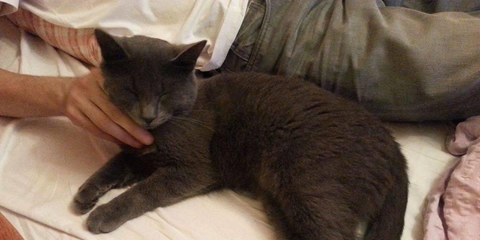 Blinder Passagier Kater Fahrt Von Nurnberg Bis Nach Ungarn Nurnberg Nordbayern Blinder Passagier Kater Fahrt Von Nurnberg Bis Nach Ungarn Nurnberg Nordbayern