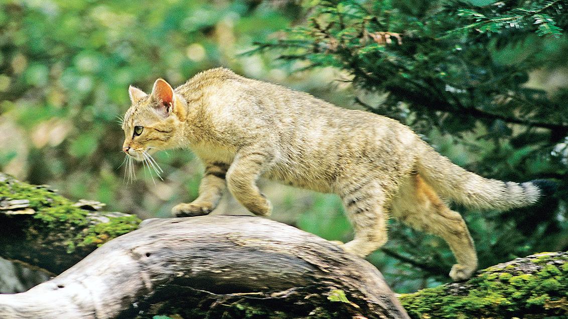 Projekt des BUND: Ist Wildkatze bald wieder heimisch?