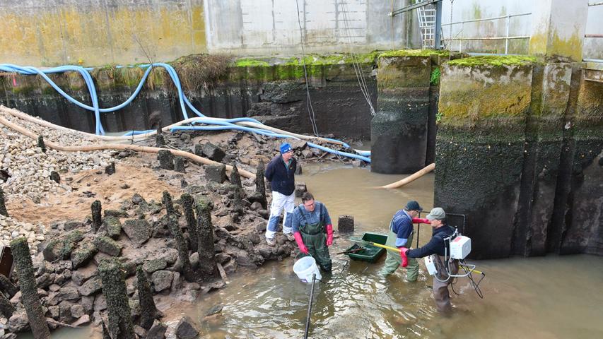 Die Erlanger Bezirksfischer haben gemeinsam mit einem Fischereiberater aus Nürnberg unterhalb der Turbinen des Wasserkraftwerks an den Werkern die in der dortigen Baustelle eingeschlossenen Fische gerettet.