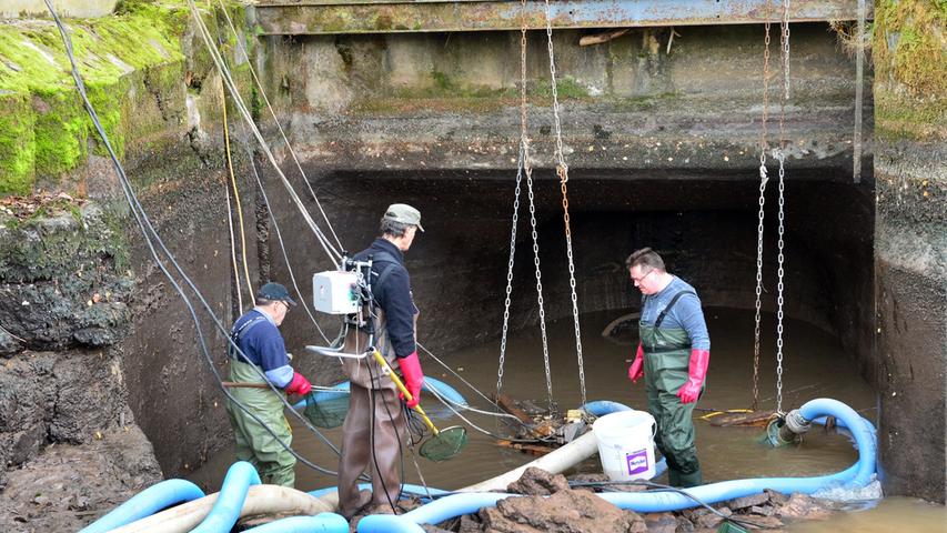 Bezirksfischer retten hilflose Fische am Erlanger Wasserkraftwerk