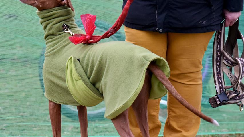 Hechelnde Huskys: 1200 Schlittenhunde kämpfen um Meistertitel