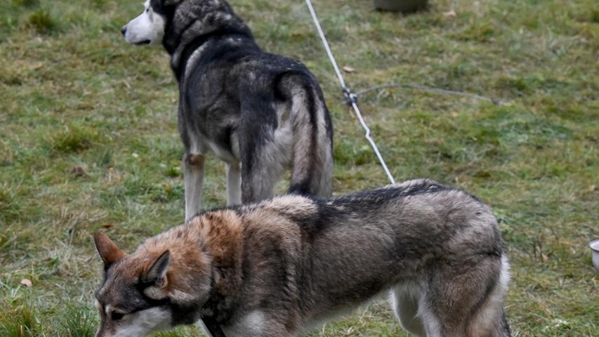 Hechelnde Huskys: 1200 Schlittenhunde kämpfen um Meistertitel