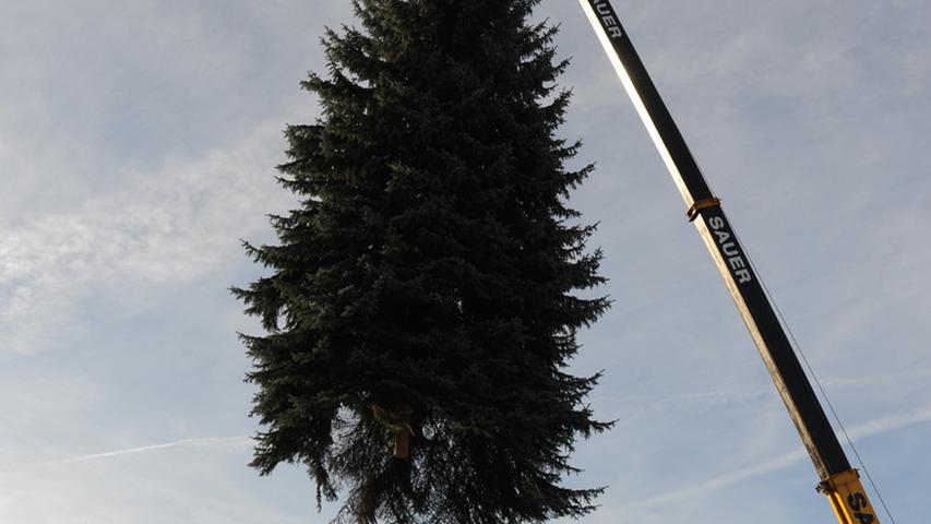 Forchheim: Der Weihnachtsbaum ist da