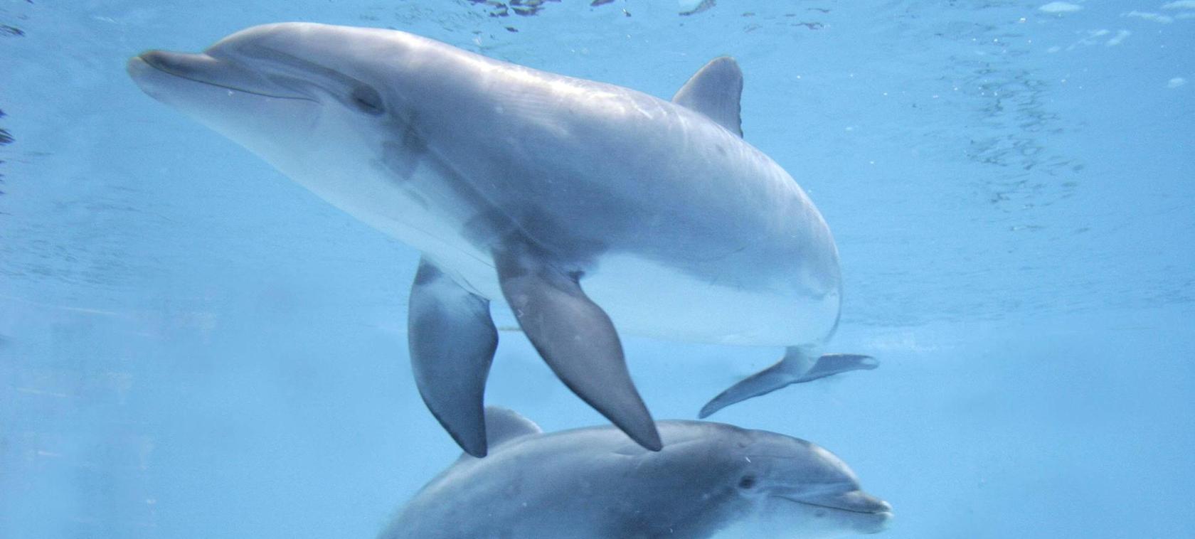 Nürnberg: Streit um Ausweichbecken für Delfinlagune