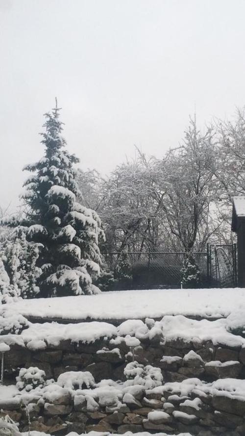 Der Baum im Garten von Anna Schlumberger wurde vom Schnee in einen Weihnachtsbaum verwandelt.