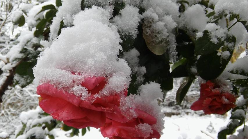 Der Schnee zieht die Rose ganz schön runter. Wie geht's Euch?