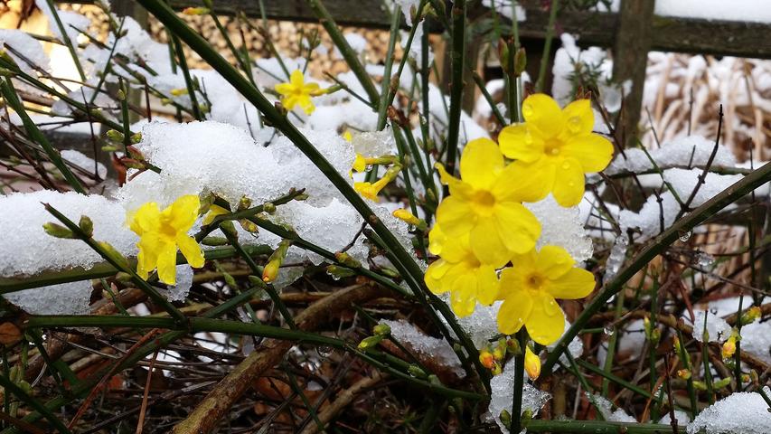 Ein blühender Gelber Jasmin hat in Neuhaus an der Pegnitz über Nacht ein "Schneekleid" erhalten.