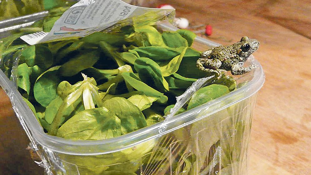 Zufallsfund im Feldsalat aus Frankreich: In dieser Packung, die in einem Weißenburger Supermarkt gekauft wurde, hatte sich die kleine Erdkröte versteckt, die den Transport aus Nantes heil überstanden hat. Zufallsfund im Feldsalat aus Frankreich: In dieser Packung, die in einem Weißenburger Supermarkt gekauft wurde, hatte sich die kleine Erdkröte versteckt, die den Transport aus Nantes heil überstanden hat.