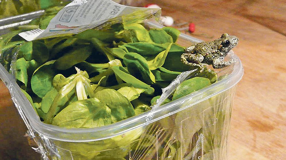 Weißenburg: Krötenfund in Supermarkt-Feldsalat