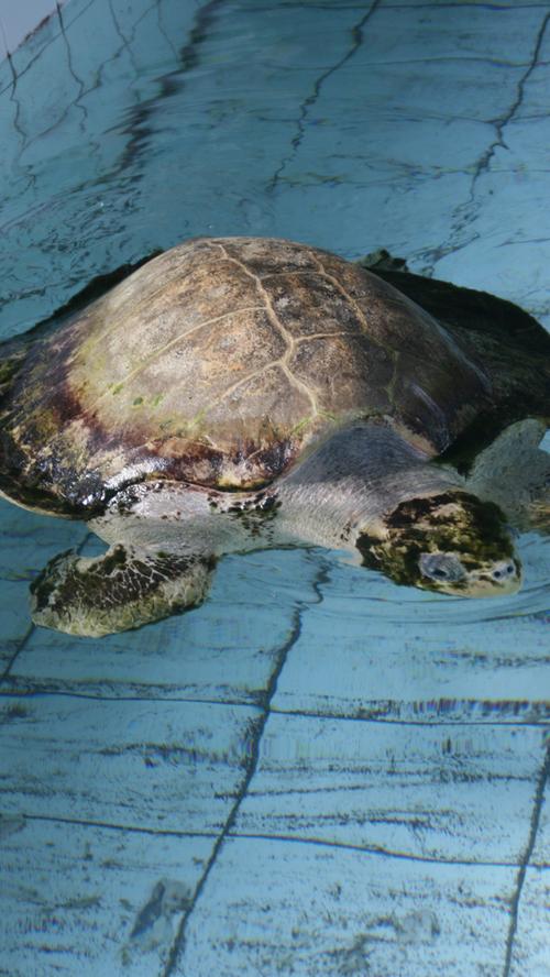 Im hoteleigenen Marina Discovery Centre werden verletzte Schildkröten gepflegt und wieder dem Meer übergeben.