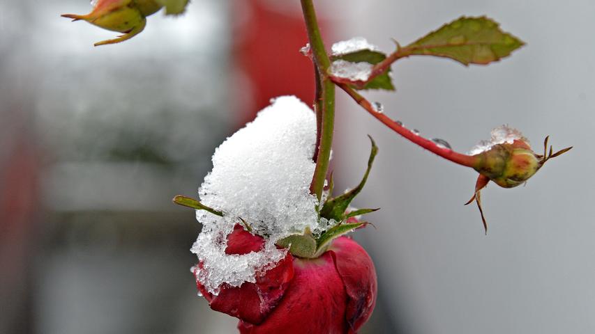 Wintereinbruch in Erlangen: Schneedecke verziert die Hugenottenstadt