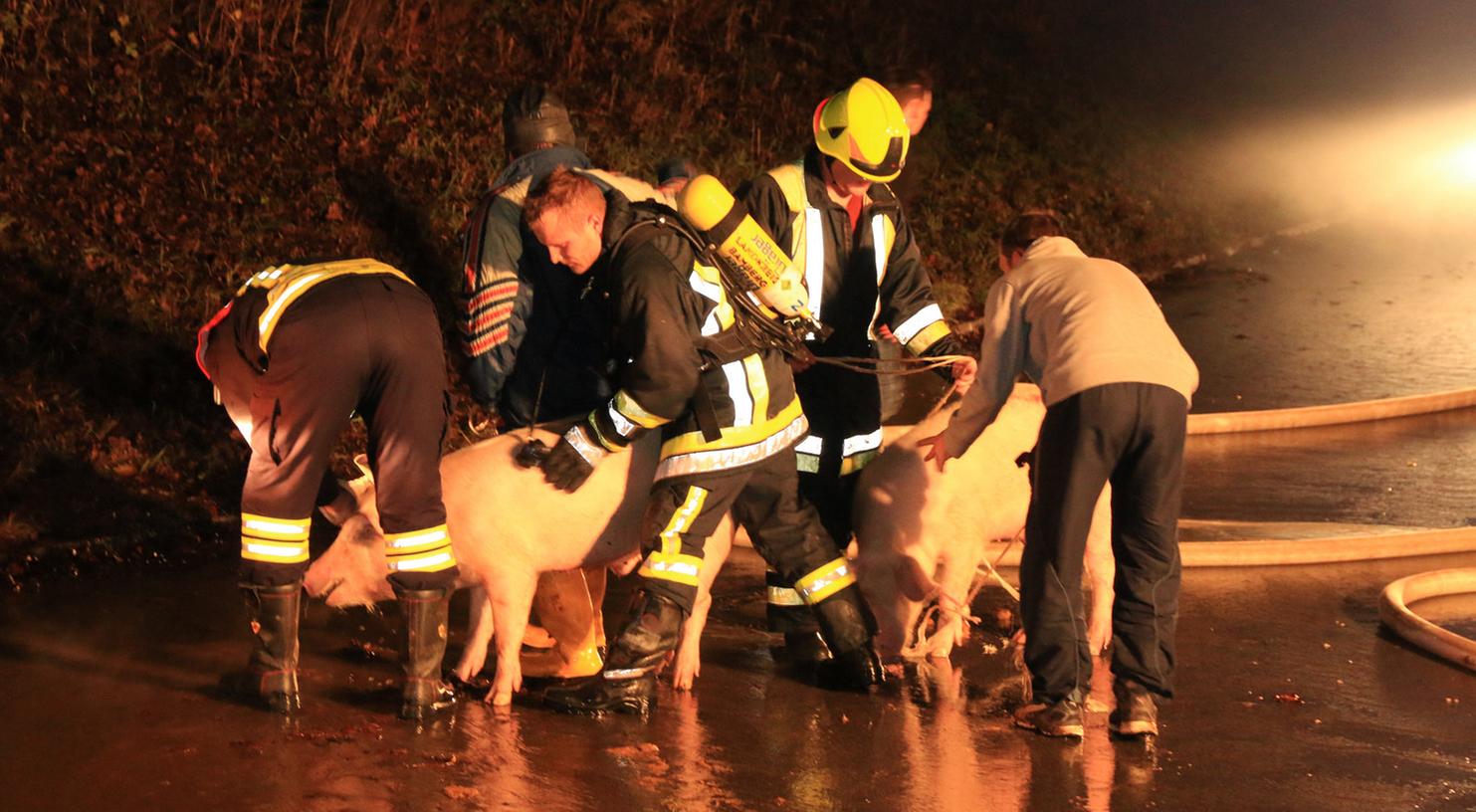 Die Feuerwehr führte vorsorglich Schweine aus einer benachbarten Scheune ins Freie.