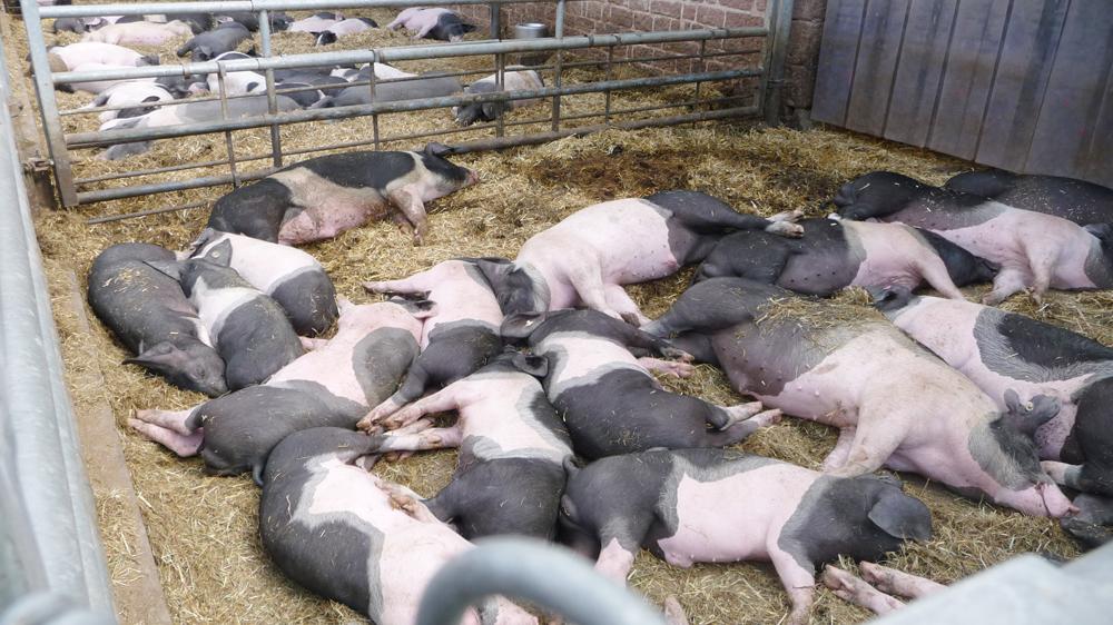Die Schweine-Krise in Altmühlfranken