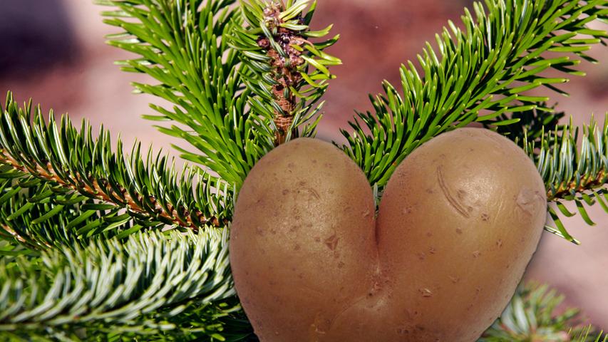 Machen Sie sich keine Sorgen! Sie müssen keine Kartoffeln in dieser Form finden, um Ihren Gästen mit der Weihnachtskartoffel eine Überraschung zu bieten.