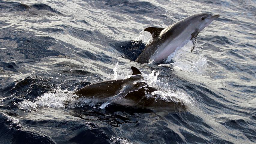 Belohnt für die viele harte Arbeit wird die Crew von Delfinen, die neben dem Schiff surfen und...