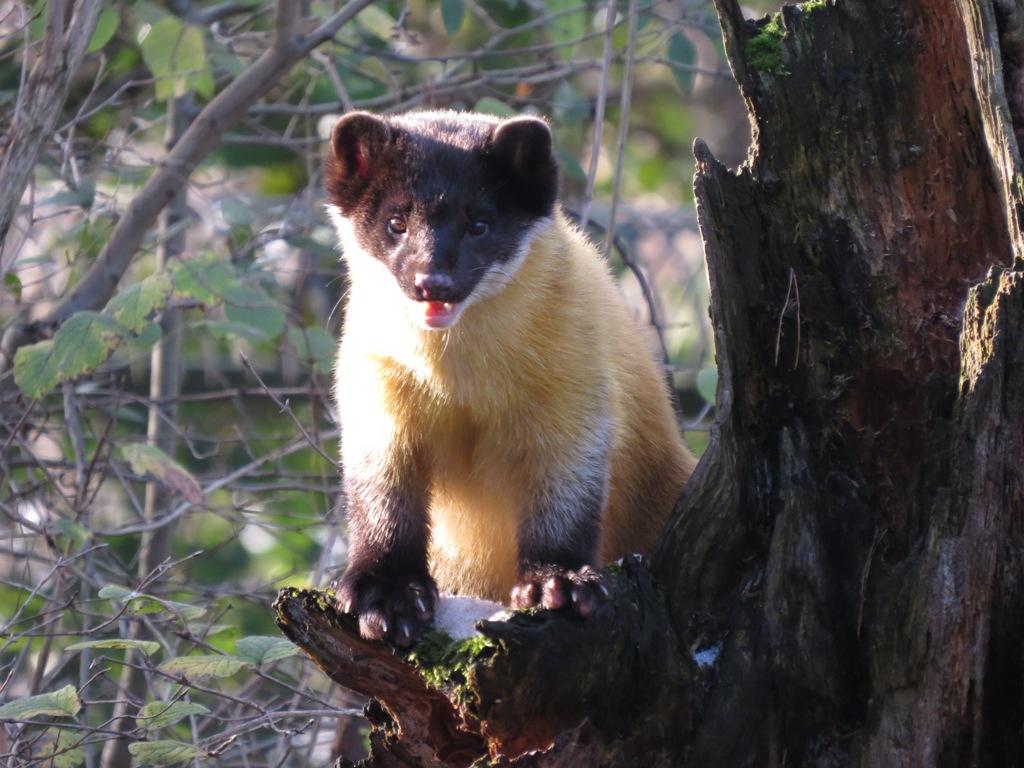 Da sie wegen ihrer Vorliebe für Honig manchmal Bienenstöcke aufbrechen und in einigen Regionen ihr Fleisch gegessen wird, werden sie verfolgt. Hauptbedrohung ist aber der Verlust des Lebensraums durch Waldrodungen. 