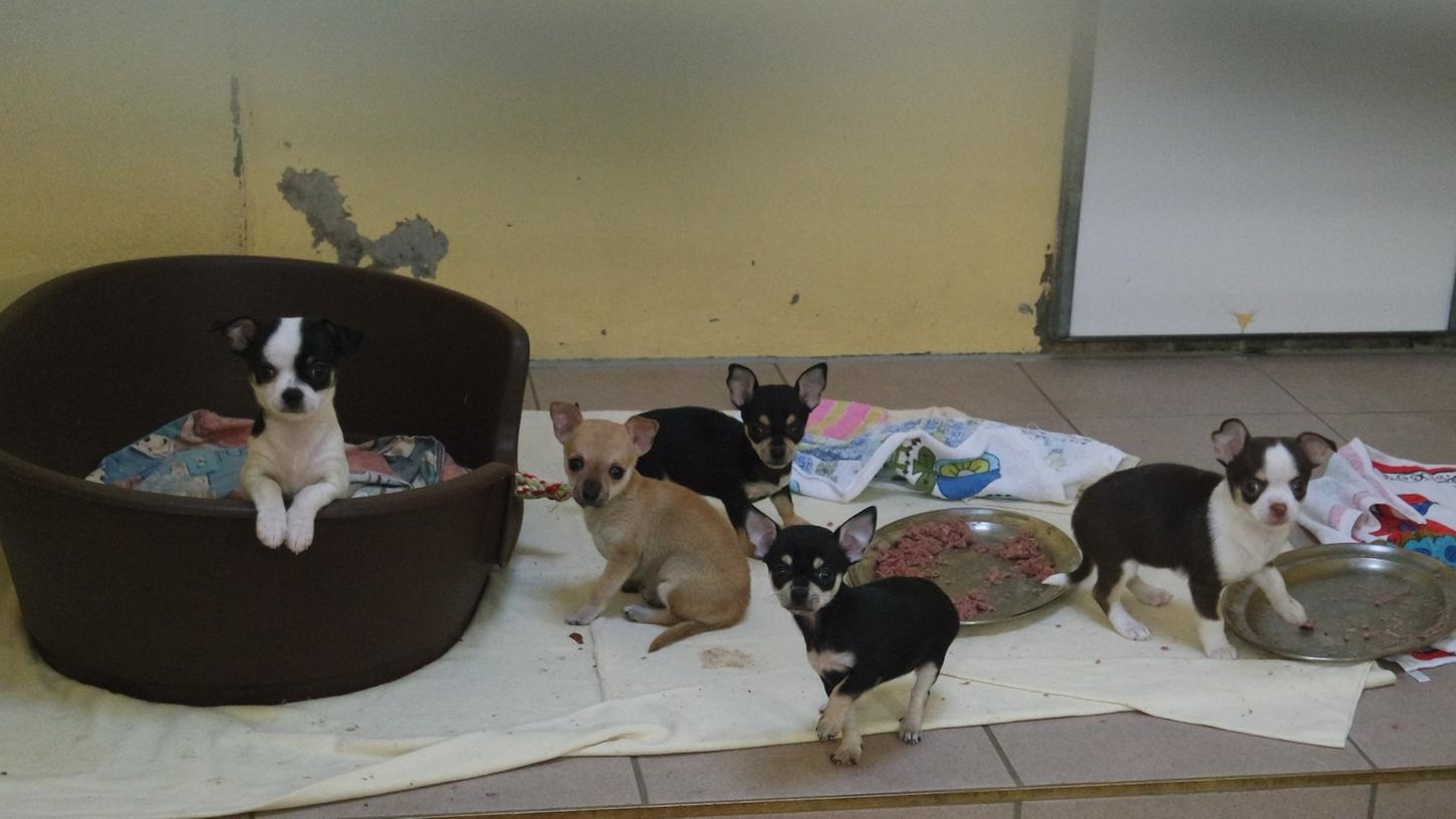 Fünf der insgesamt zehn Chihuahuas, die sich jetzt im Nürnberger Tierheim befinden. Ihr Alter wird auf fünf Wochen geschätzt — damit sind sie für einen Transport viel zu jung und verfügen über keine gültige Impfung.