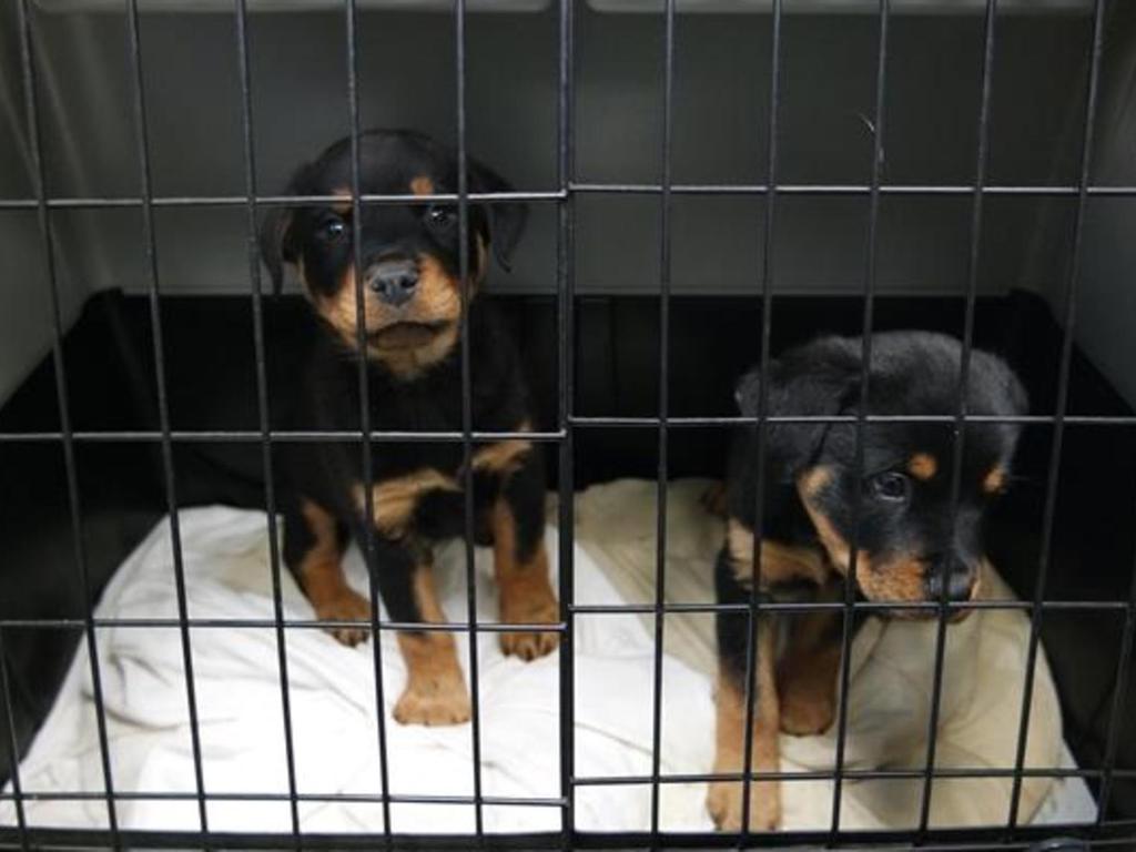 tierheim nurnberg noch ein welpe aus illegalem transport tot nurnberg nordbayern de