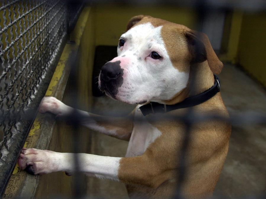 Nurnberg Kampfhunde Halter Umgehen Immer Wieder Gesetze Nurnberg Nordbayern De
