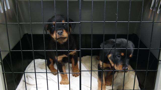 Tierheim Nürnberg: Erster Welpe aus Transporter schon tot Tierheim Nürnberg: Erster Welpe aus Transporter schon tot