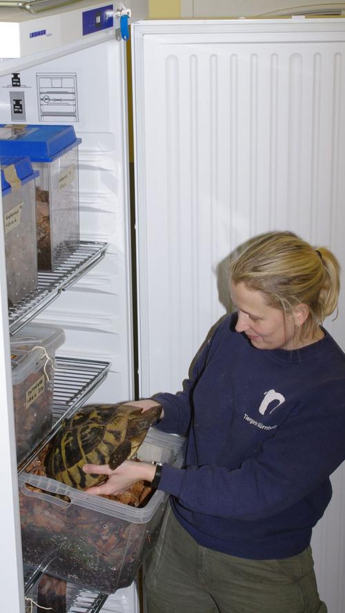 Schildkröten kommen während der Wintermonate in einen Kühlschrank bei acht Grad Celsius und halten dort ihren Winterschlaf.