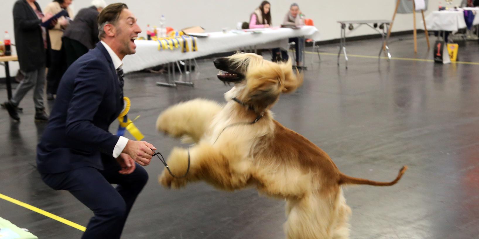 Auf den Hund gekommen: Die CACIB zieht auch in diesem Jahr Vierbeiner und ihre Herrchen an. Auf den Hund gekommen: Die CACIB zieht auch in diesem Jahr Vierbeiner und ihre Herrchen an.