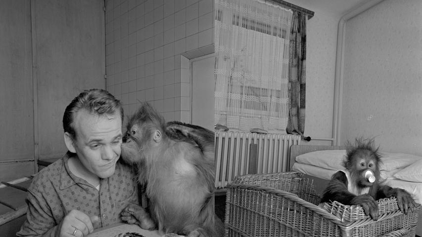 Mit seinem Tierpfleger Günter Jäkel scheint sich Viko bestens zu verstehen (links). Auch sonst ist das Affenmännchen ein aufgeweckter Zeitgenosse, wie es hier beim neugierigen Blick aus dem Korb heraus verrät (rechts). Hier geht es zum Artikel vom 13. Januar 1966: Äffchen "Viko" feiert Geburtstag