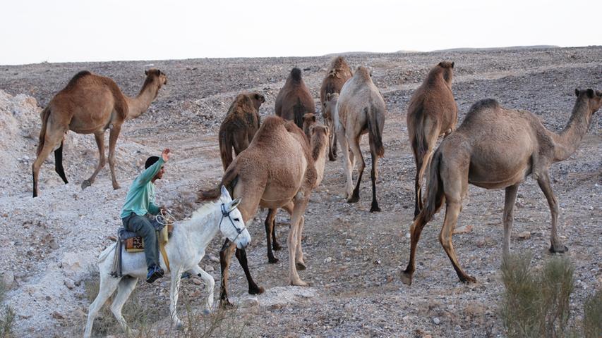 Rund 1000 Beduinen leben im Negev, nur noch wenige als Nomaden in Zelten. Die Dromedare sind ihre wichtigsten Milch-, Fleisch- und Wolllieferanten. Als Langstrecken-Transportmittel wie...