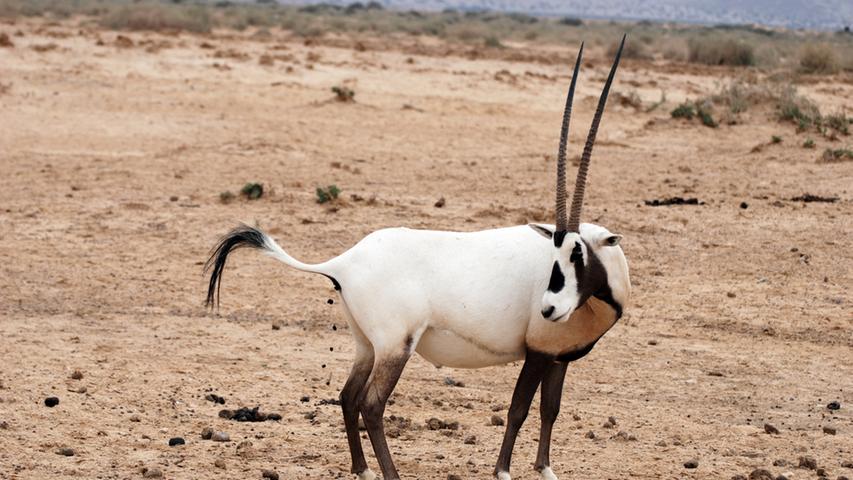 ...die Arabische Oryx, eine Antilopenart. Sie ist perfekt...