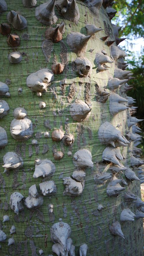 ...dieser Kapokbaum. Die wasserabweisenden Kapokfasern wurden als Füllmaterial für Rettungsringe und Schwimmwesten verwendet. Wer im Kibbuz En Gedi übernachtet, hat es...