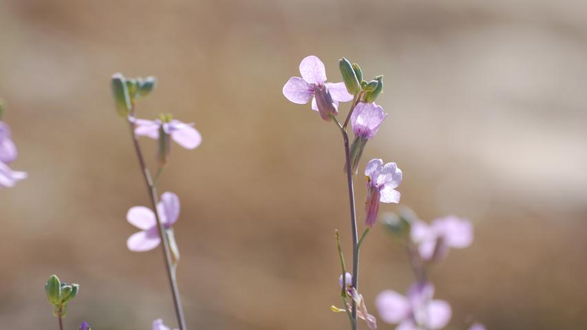Im Frühling verwandelt sich die Wüste in ein Blumenmeer. Im Bild: Die Moricandia gehört zur Familie der Kreuzblütler und schmeckt ein bisschen nach Kohlrabi.