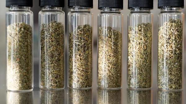 Mehr oder weniger legal, dennoch aber brandgefährlich sind die sogenannten "Legal Highs", bei denen es sich laut Suchtbericht der Drogenbeauftragten um Substanzen handelt, die "Neue Psychoaktive Stoffe" (NPS) enthalten: das sind Wirkstoffe, die nicht in den Anlagen des BtMG gelistet - und deshalb nicht illegal - sind, bei denen es sich jedoch oftmals um neue und noch unerprobte Designerdrogen handelt. Die Rauschmittel werden als Kräutermischungen, Badesalz, Partypillen oder Lufterfrischer angeboten und als legale Alternative zu Amphetaminen oder LSD vermarktet. Hauptsächlich werden diese Stoffe über das Internet vertrieben. Da oft nicht deklariert ist, was die "Legal Highs" genau enthalten - geschweige denn die genauen Mengen der Inhaltsstoffe -, ist die Wirkung kaum abzusehen. Das Gefahrenpotential ist weit höher als es die bunten Verpackungen suggerieren wollen. Es kann zu "Kreislaufversagen, Erbrechen, Bewusstlosigkeit, Psychosen/Wahnvorstellungen bis hin zum Ausfall vitaler Funktionen wie Atmung und Puls" (Suchtbericht der Drogenbeauftragten) kommen. Auch die psychische Abhängigkeit kann sich sehr schnell einstellen.