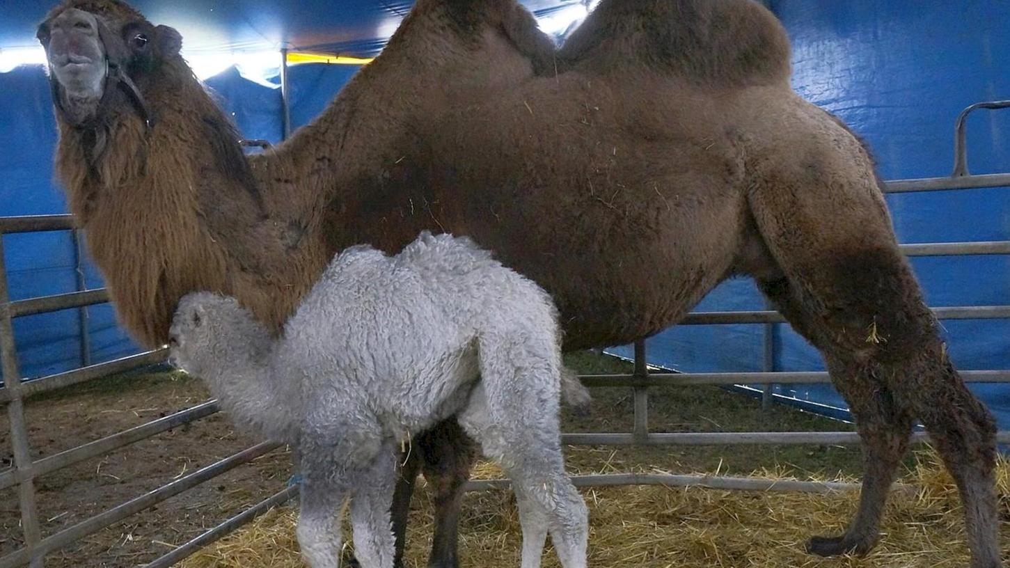 Penzendorf: Kamel-Baby im Winterlager des Circus Louis Knie