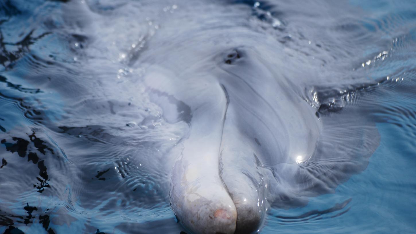Zwei Delfine wagen sich wegen der besseren Wasserqualität bis in den Canal Grande.
