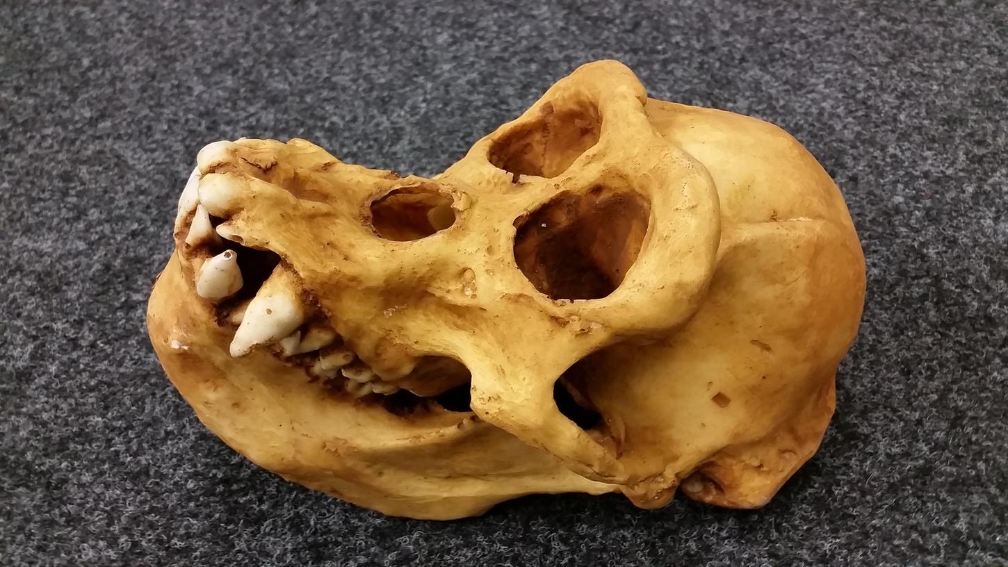 Grausiger Fund: Einen 23 Zentimeter langen Affenschädel hatte ein Mann im Koffer.