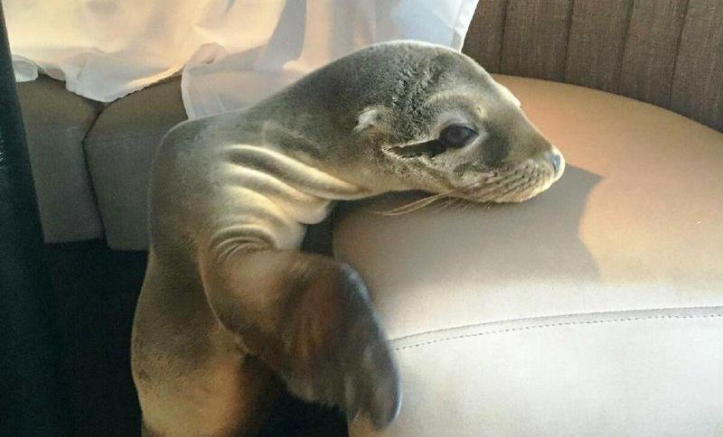 Heimlicher Gast: Seelöwenbaby schleicht sich in Luxuslokal
