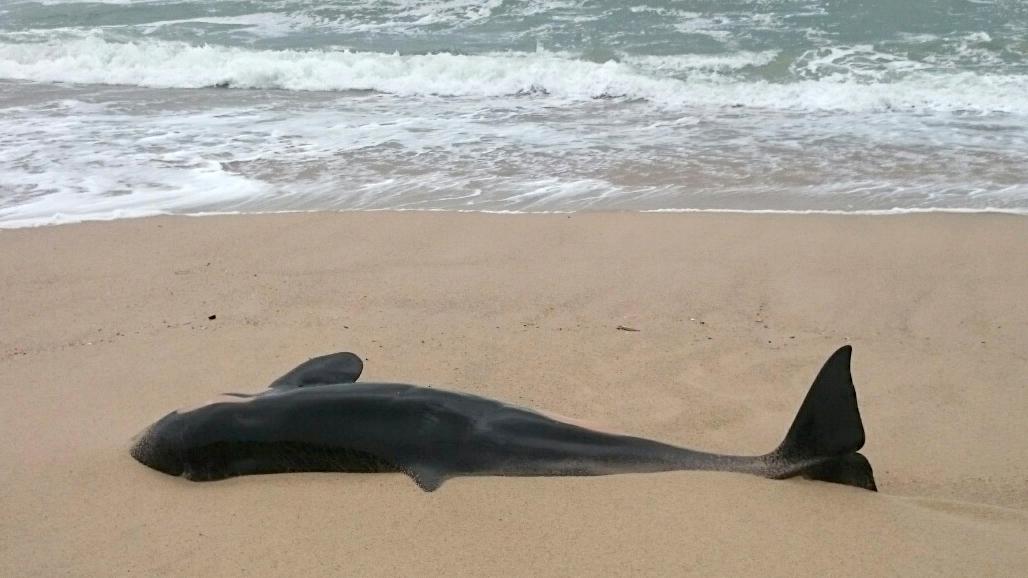 Ein etwa 2,50 Meter toter Schwertwal wurde am Strand von Rantum auf der Nordseeinsel Sylt gefunden.