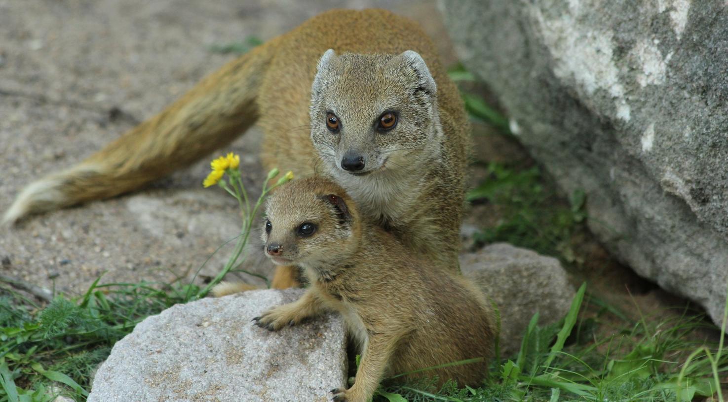 Zuletzt tötete der Tiergarten eine Fuchsmanguste - aufgrund des Populationsmanagements.